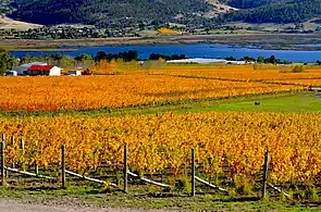 Granton Vineyard in autumn