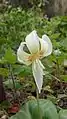 Erythronium revolutum "White Beauty"