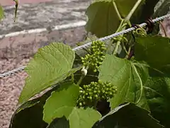 Flower buds