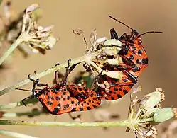 mating (ventral view)