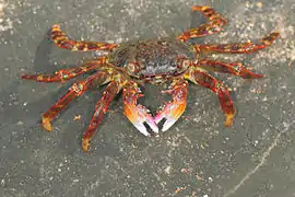 At Karwar, Karnataka, India