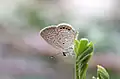 Oriental grass jewel (Freyeria putli) in Gandhinagar