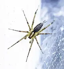 American Grass Spider (Genus Agelenopsis)