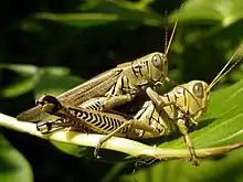 Differential grasshopper (Melanoplus differentialis)