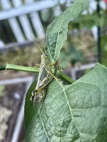 A differential grasshopper eating the leaf of a climbing pea plant