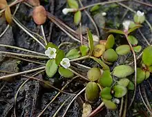 Pool sprite  (Gratiola amphiantha)