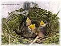 Spotted flycatcher nest.