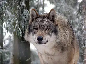 wolf