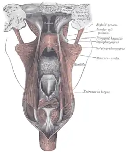 Muscles of the palate seen from behind.