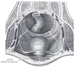 The peritoneum of the male pelvis