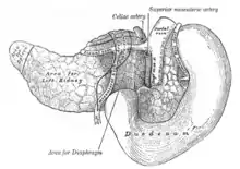 The pancreas and duodenum from behind.