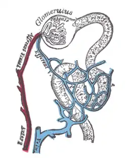 Distribution of blood vessels in cortex of kidney. (Although the figure labels the efferent vessel as a vein, it is actually an arteriole.)