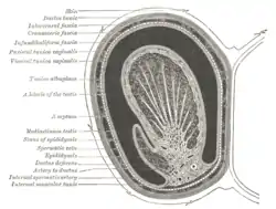 Transverse section through the left side of the scrotum and the left testis.