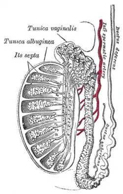 Vertical section of the testis, to show the arrangement of the ducts.