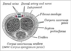 Transverse section of the penis.