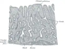 Vertical section of mucous membrane of human uterus.