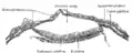 Section through embryonic area of Vespertilio murinus to show the formation of the amniotic cavity.