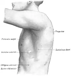 The left side of the thorax.