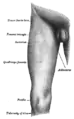 Front of the right thigh, with the position of the tensor fasciae latae indicated.