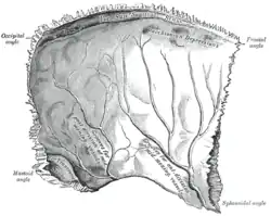 Left parietal bone. Inner surface.