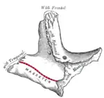 Left zygomatic bone, temporal surface