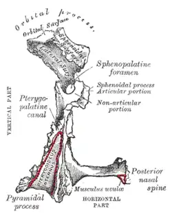 Left palatine bone. Posterior aspect. Enlarged.