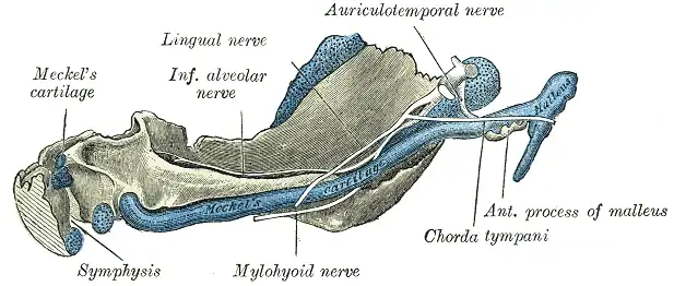 Mandible of human embryo 95 mm long. Inner aspect. Nuclei of cartilage stippled.