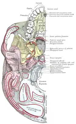 Base of skull. Inferior surface. Muscle attachments are shown as red circles.