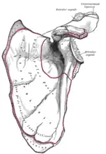 Left scapula. Anterior view. Acromion labeled at top right.