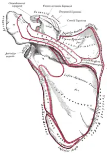 Posterior surface of scapula. Root of spine is not labeled. But visible at center right.