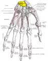 Bones of the left hand. Volar surface.