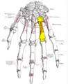 Dorsal view of the left hand (fourth metacarpal shown in yellow).