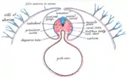 Diagram of a transverse section, showing the mode of formation of the amnion in the chick.