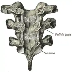 Vertebral arches of three thoracic vertebrae viewed from the front.