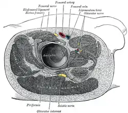 Structures surrounding left hip-joint.