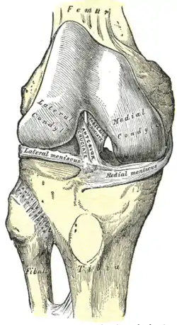 Right knee joint from the front, showing interior ligaments