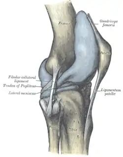 Capsule of right knee-joint (distended). Lateral aspect.