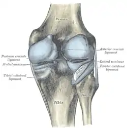 Capsule of right knee-joint (distended). Posterior aspect.