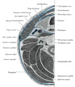 Section of the neck at about the level of the sixth cervical vertebra. Showing the arrangement of the fascia coli.