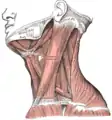 Muscles of the neck.  Lateral view.