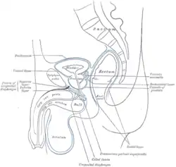 Median sagittal section of pelvis, showing arrangement of fasciae