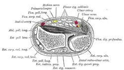 Transverse section across distal ends of radius and ulna