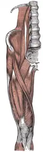 Muscles of the pelvis and upper leg, showing the tensor fasciae latae at the middle left.