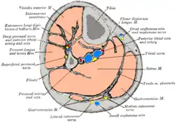 Cross-section through middle of leg.