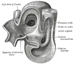 Heart of human embryo of about 35 days