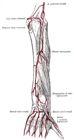 Arteries of the back of the forearm and hand.