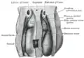 Upper part of celom of human embryo of 6.8 mm., seen from behind.