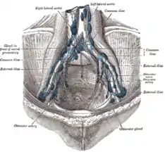 The parietal lymph glands of the pelvis.