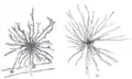 Deep lymph nodes and vessels of the thorax and abdomen.