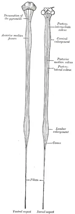 Diagrams of the spinal cord.